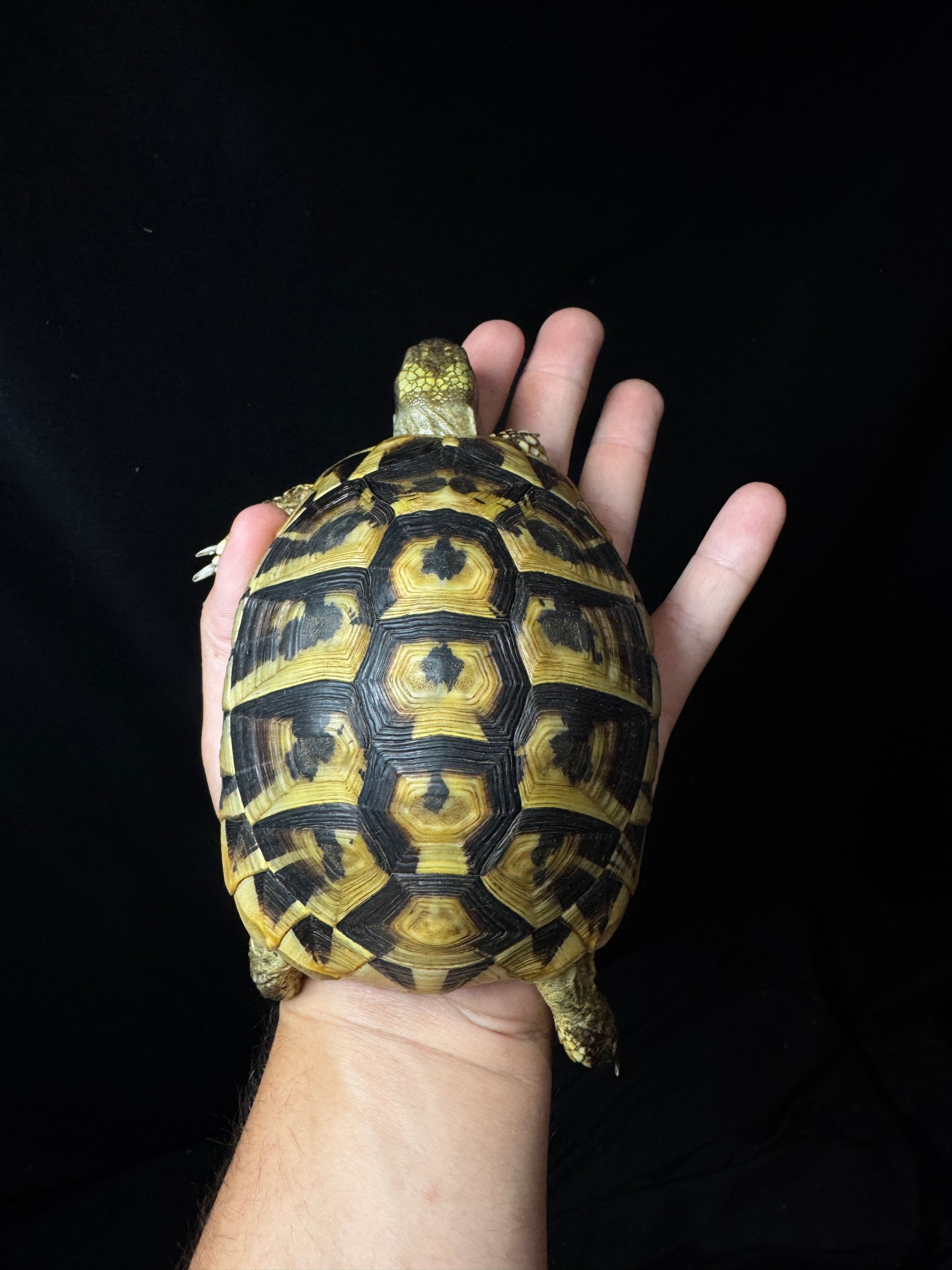 #19 Female USACB Hermann’s Tortoise