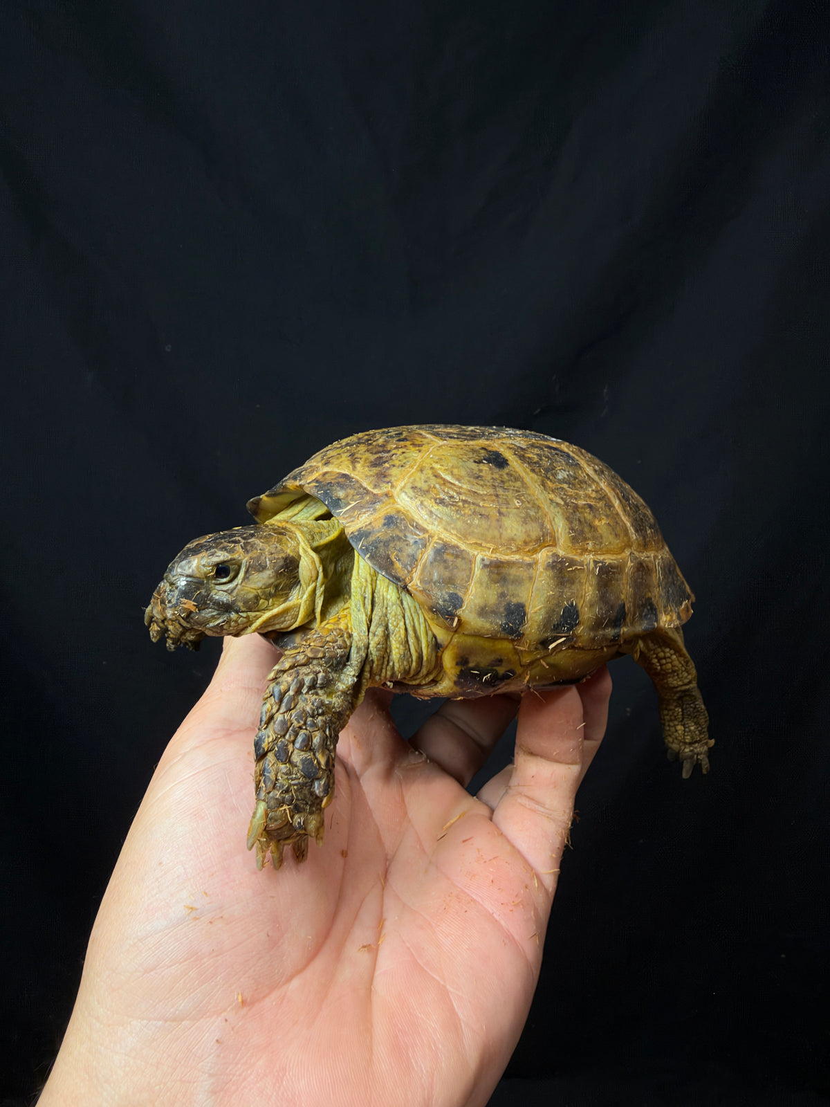 #8 Russian Tortoise Male