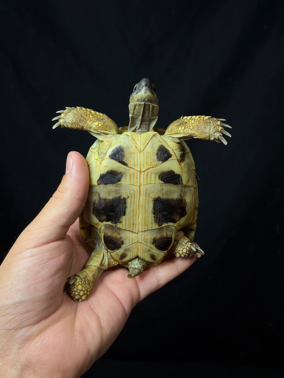 #11 Female Hermann’s Tortoise
