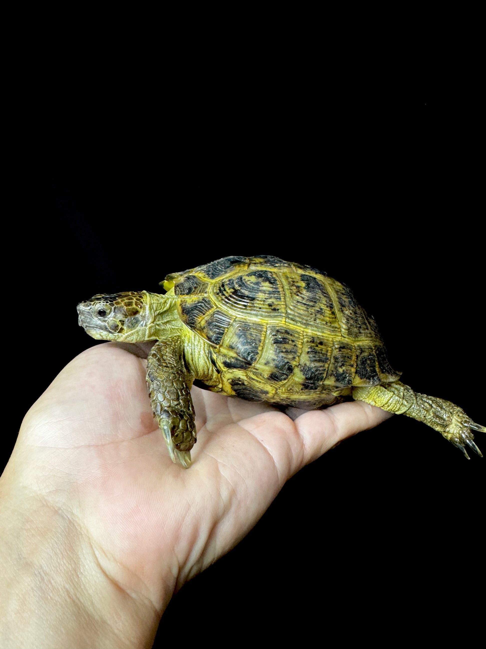 Exact Russian Tortoise Female #2