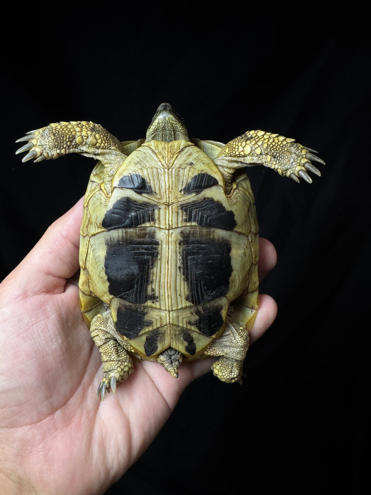 #1 USACB Female Hermann’s Tortoise