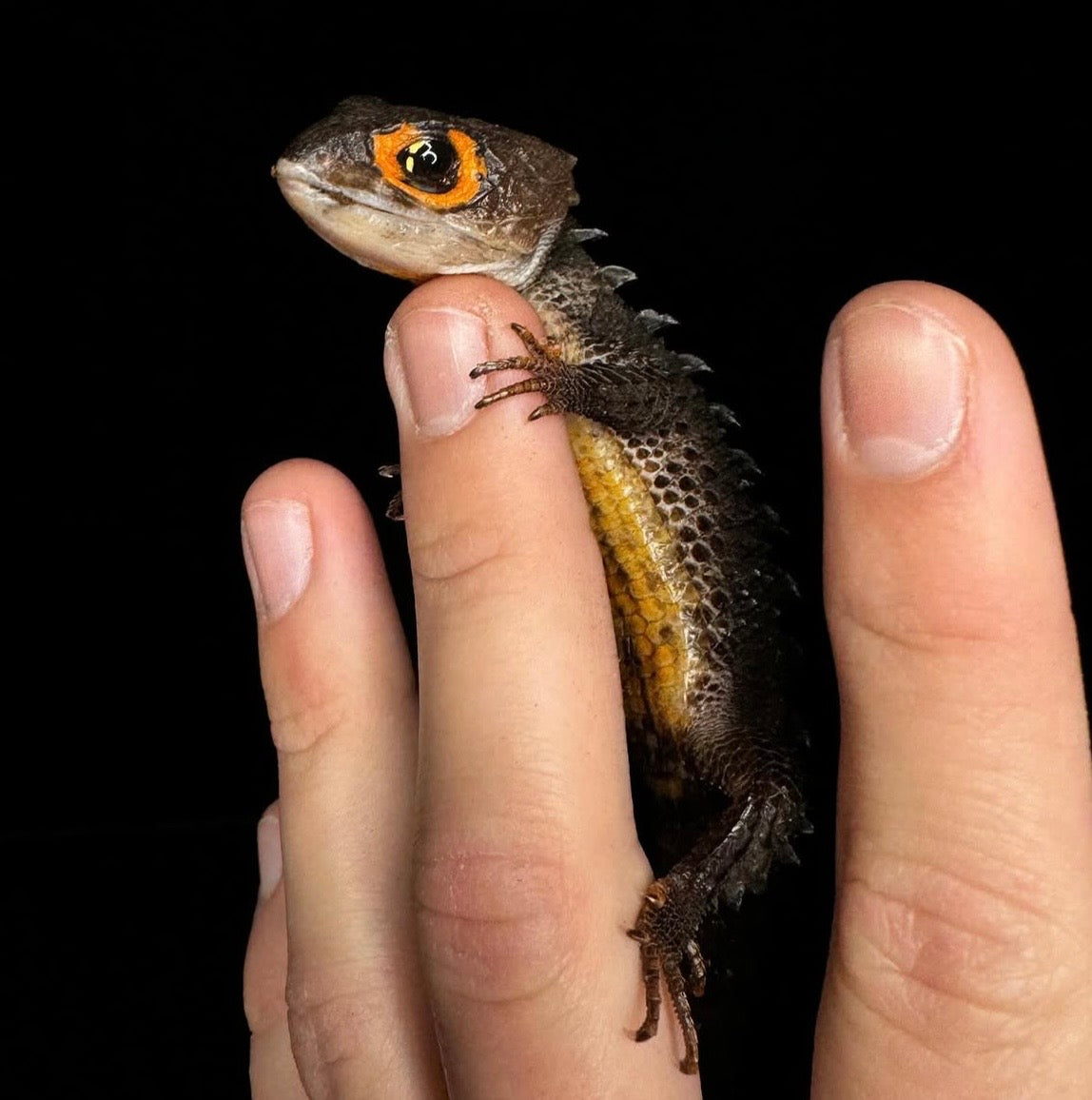 Adult Red Eyed Crocodile Skink!