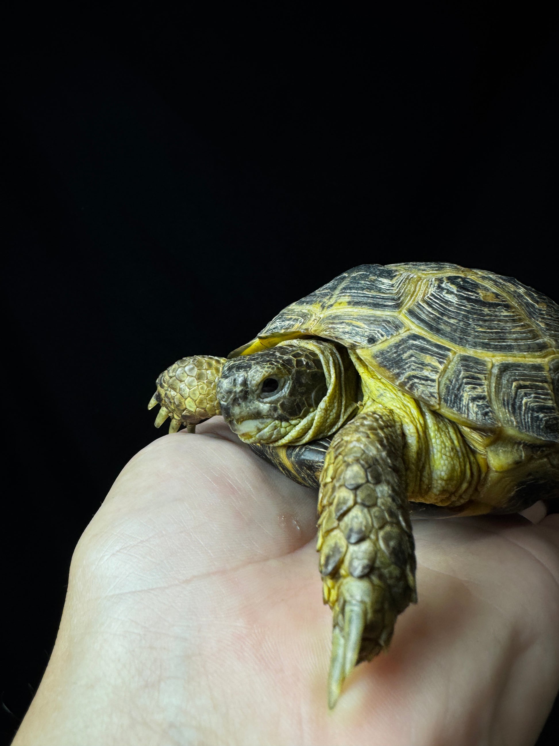 Exact Russian Tortoise Female #3