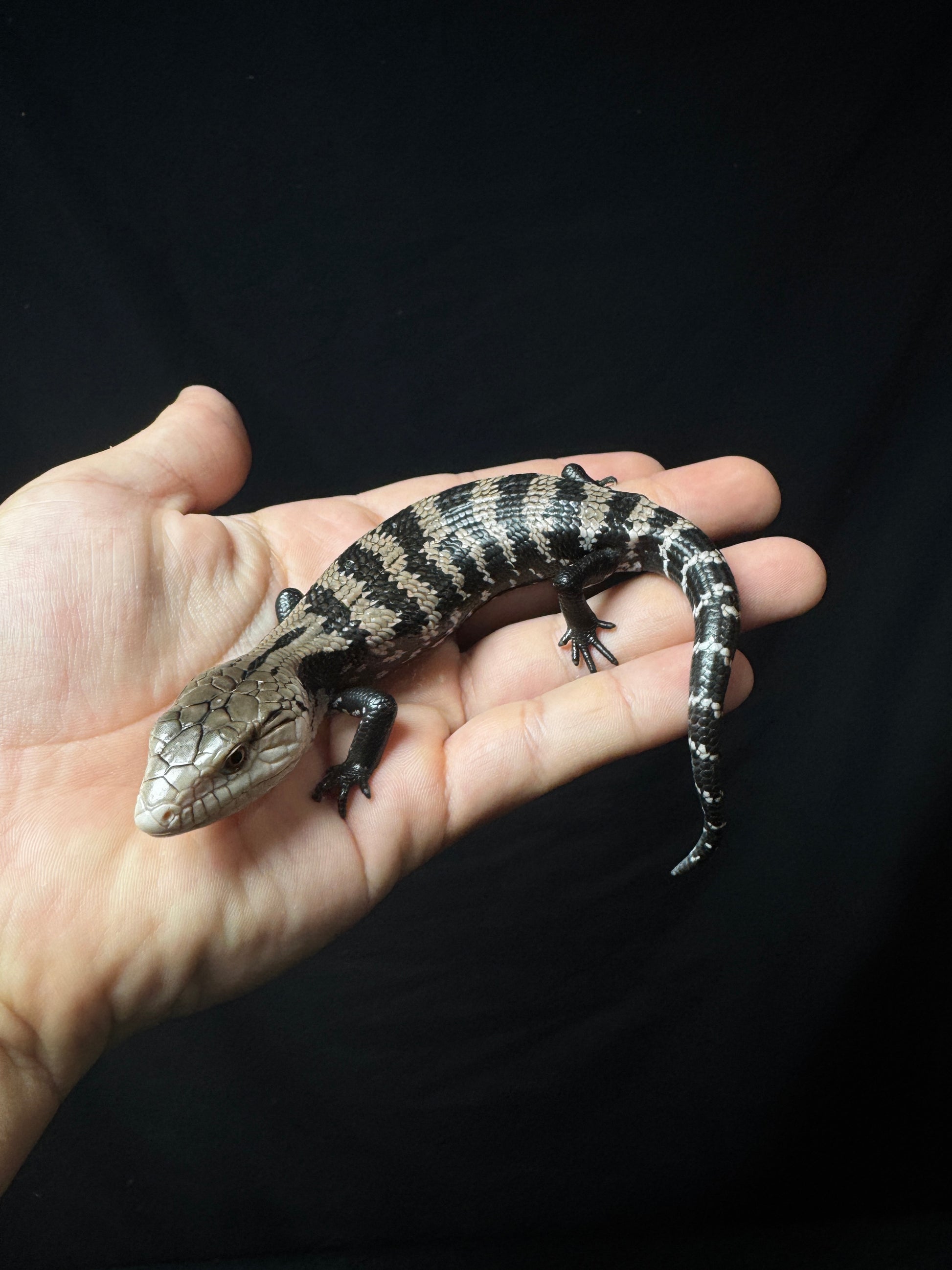 #31 Blue Tongue Skink
