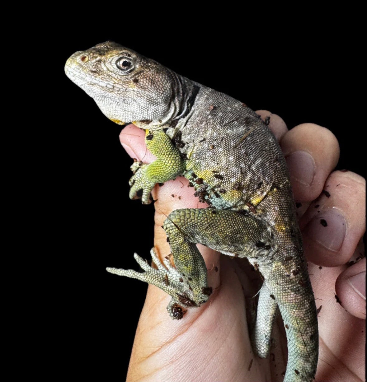 Collard Lizard Pair