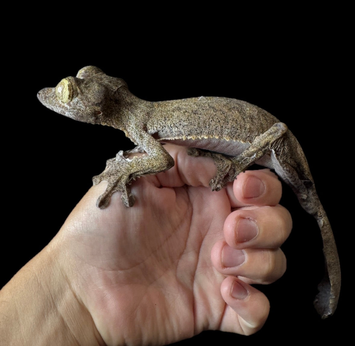 GIANT Fimbriatus Leaf Tail MALE #1