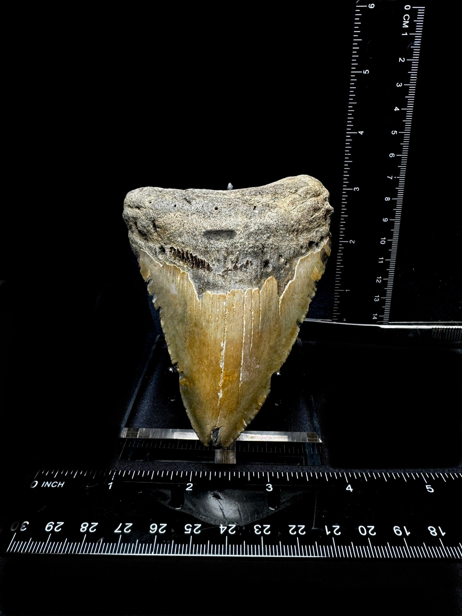#5 4.5” Meg Tooth
