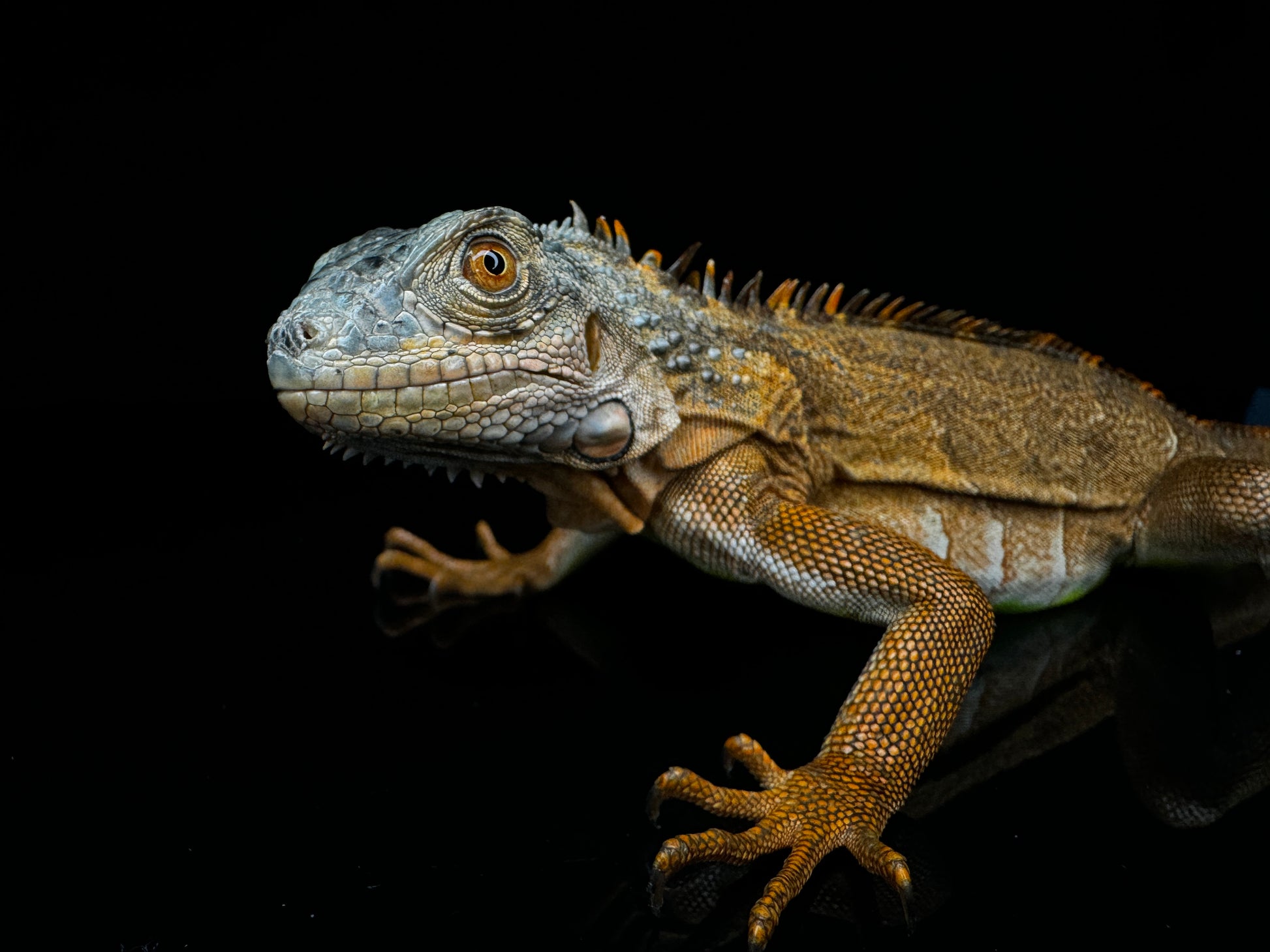 Red Iguana 18”