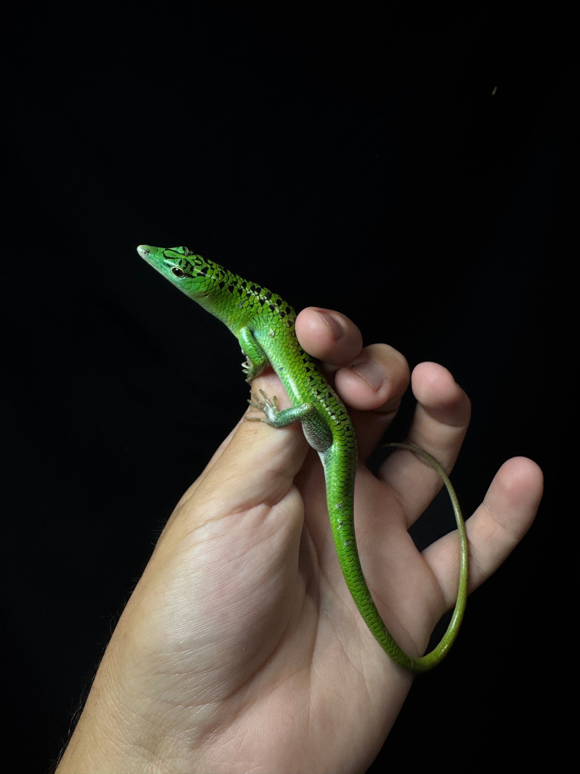 (Last one) #18 Female Black Spotted Emerald Tree Skink.