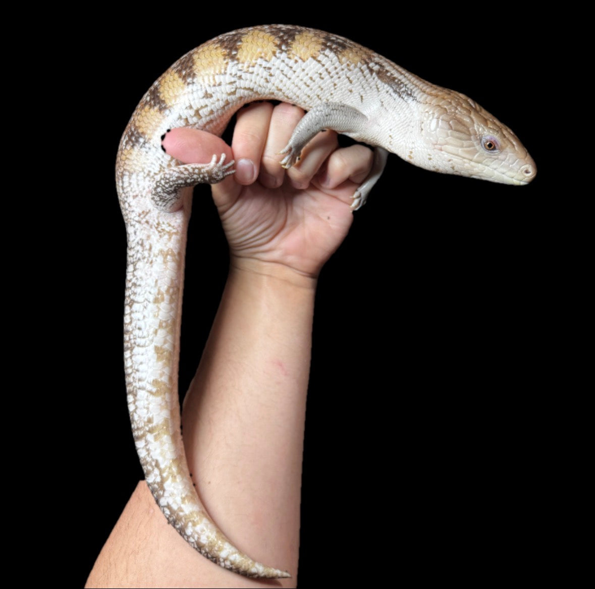 USA CB Adult Northern Blue Tongue Skink #4