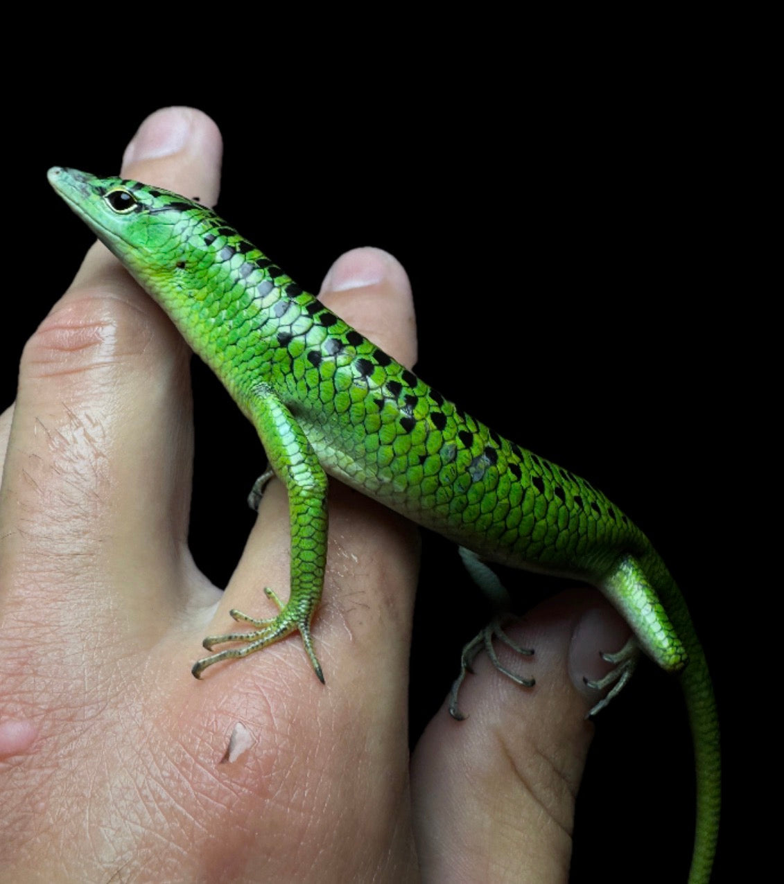 Black Spotted Emerald Tree Skink!