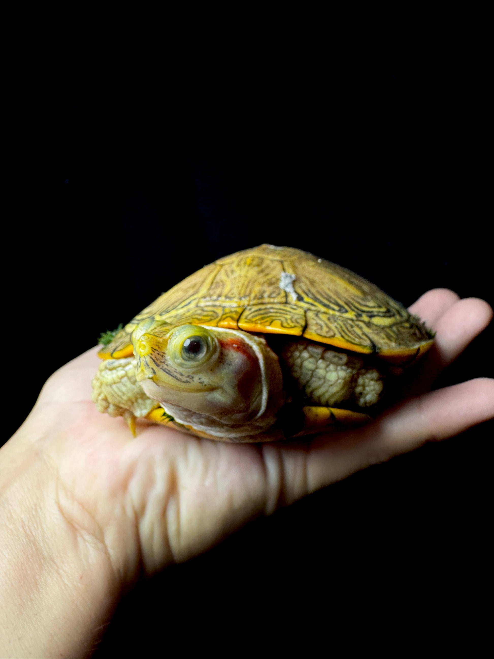Hybino Red Eared Slider 4-5”