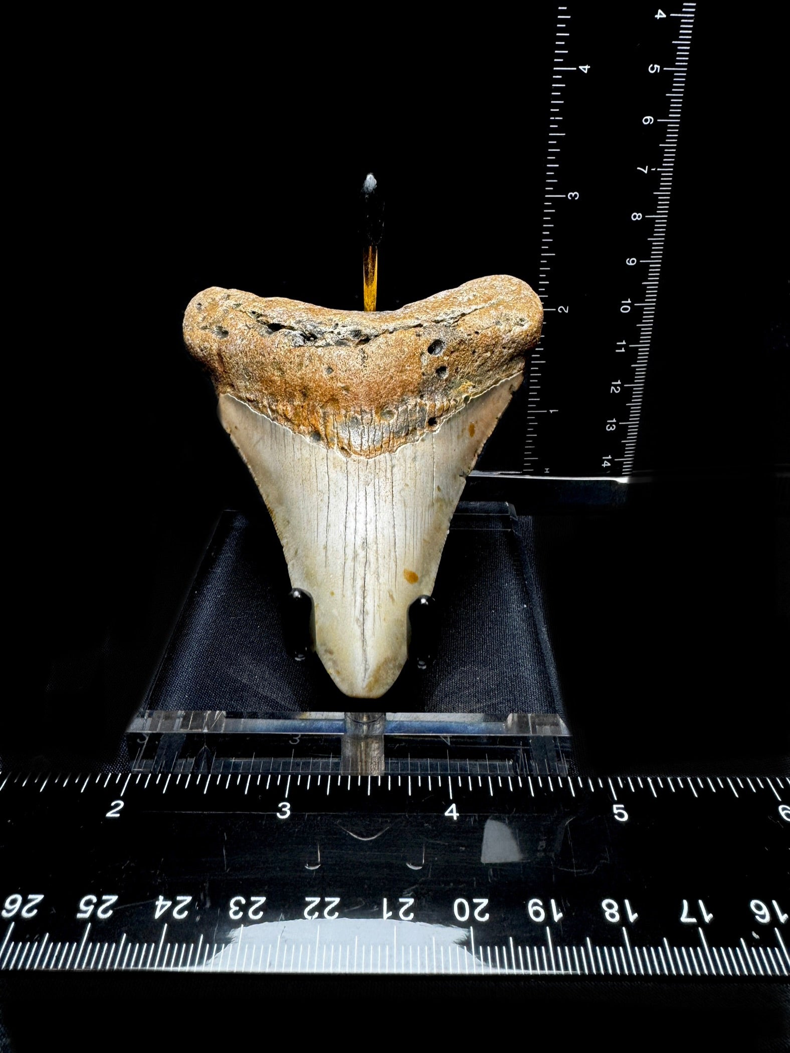 #16 3.75” Meg Tooth