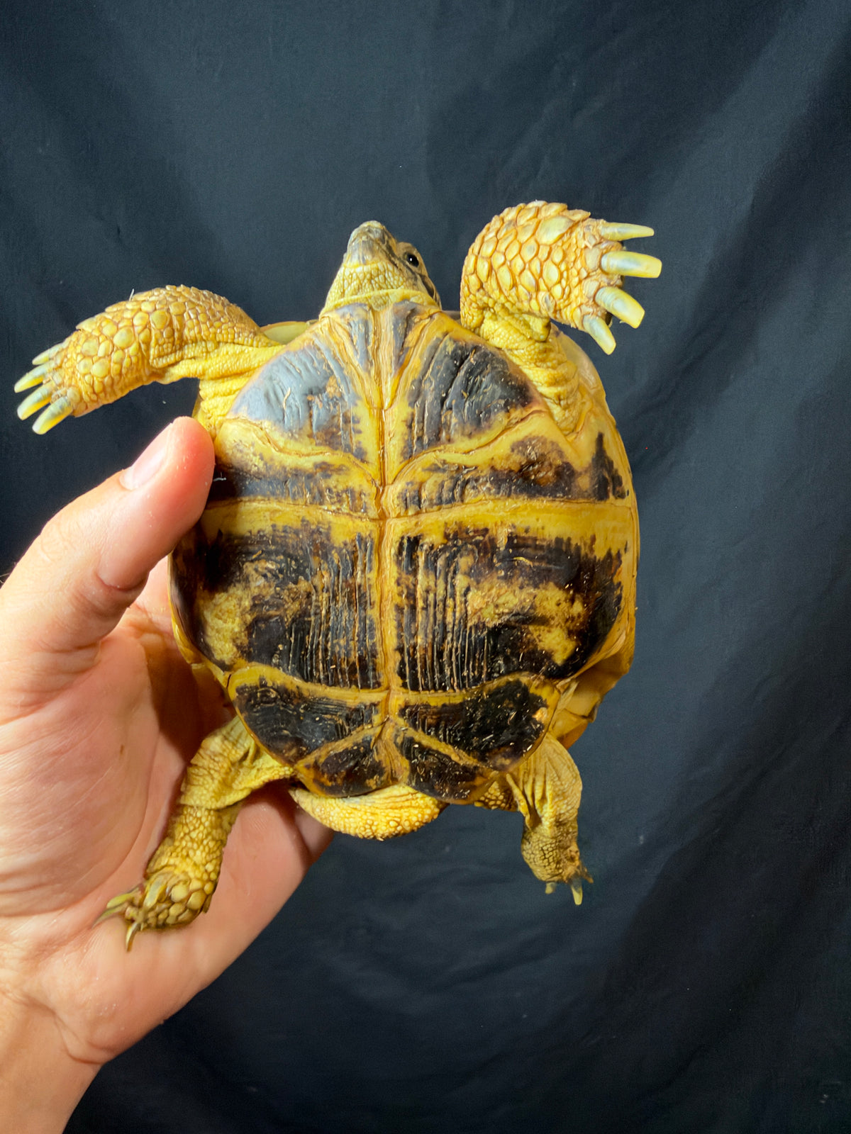 #5 Russian Tortoise Male