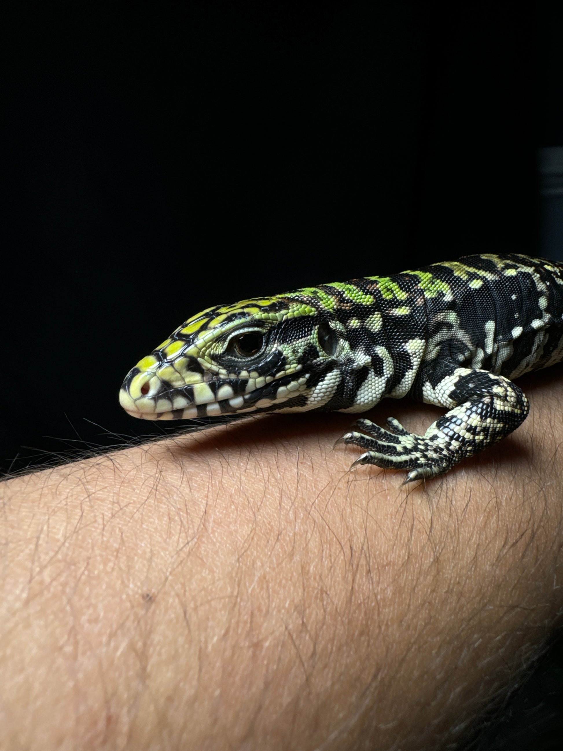 Baby Blue Tegu (Captive Bred)