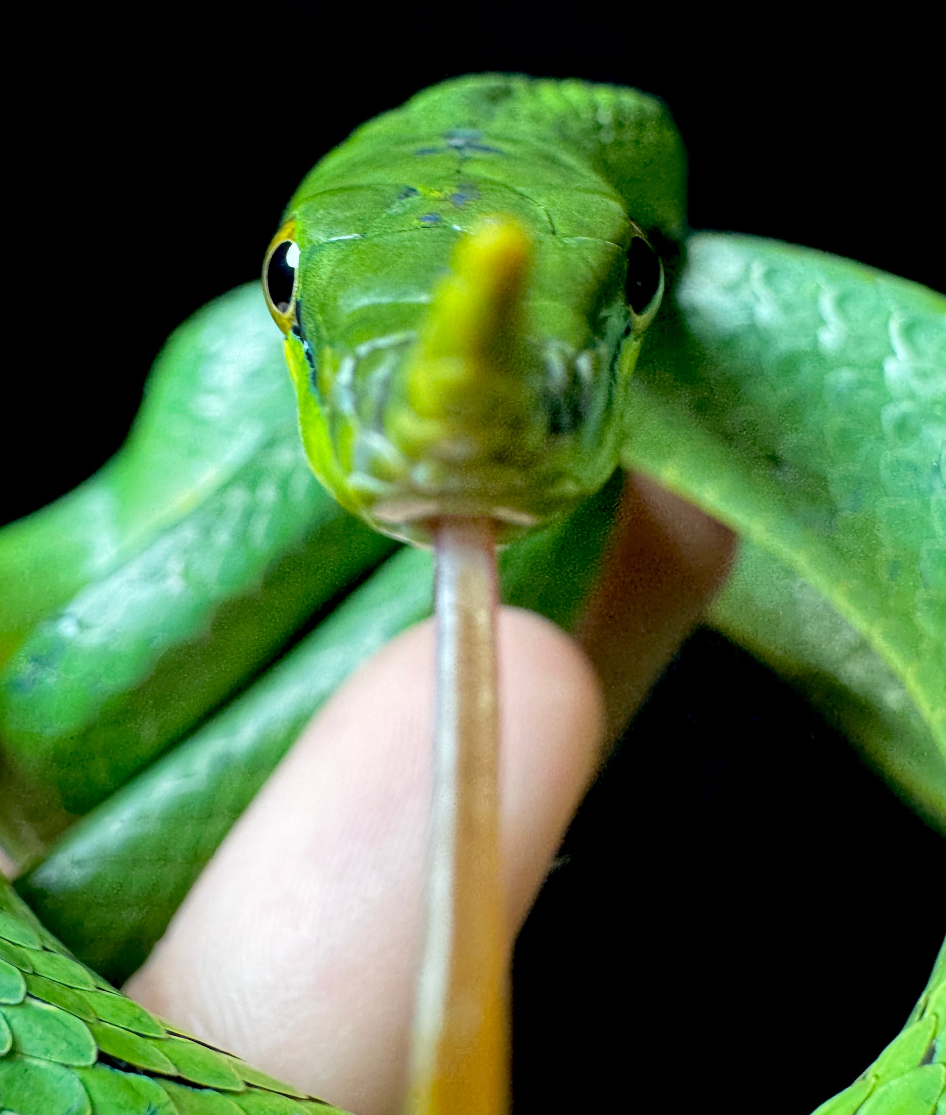 Rhino Rat Snake #2 Male
