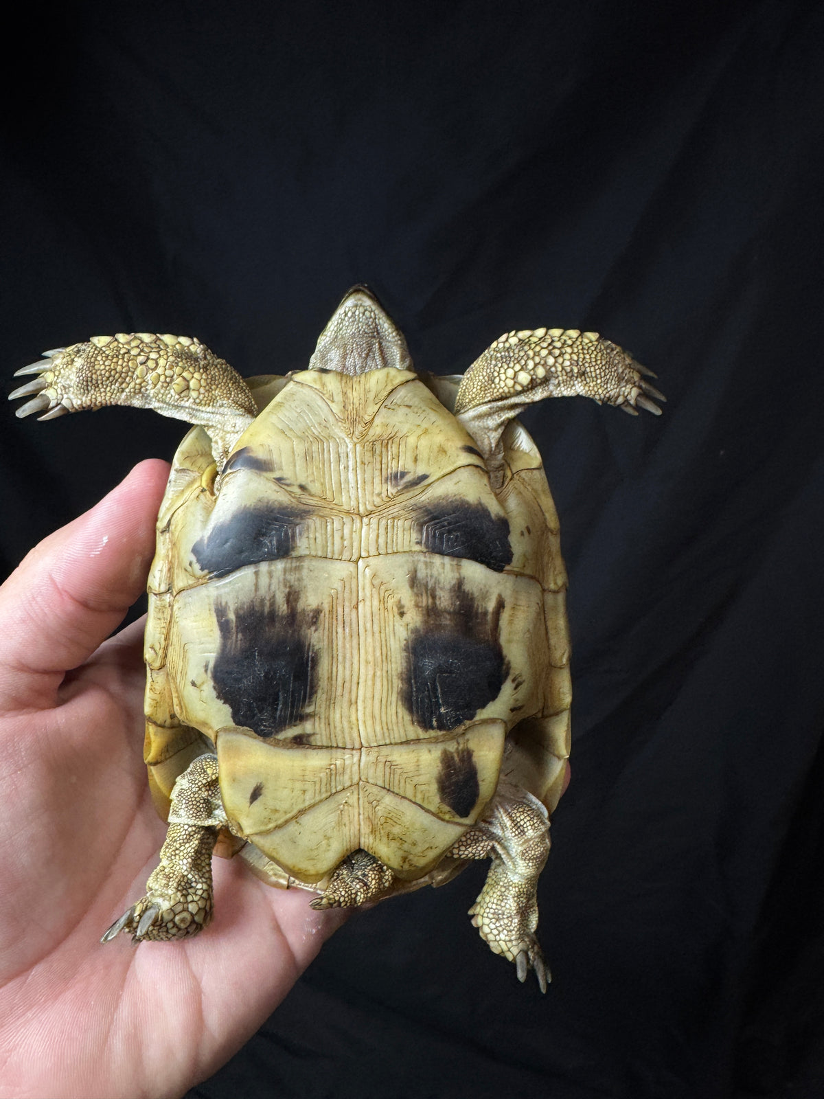 #5 Female Hermann’s Tortoise