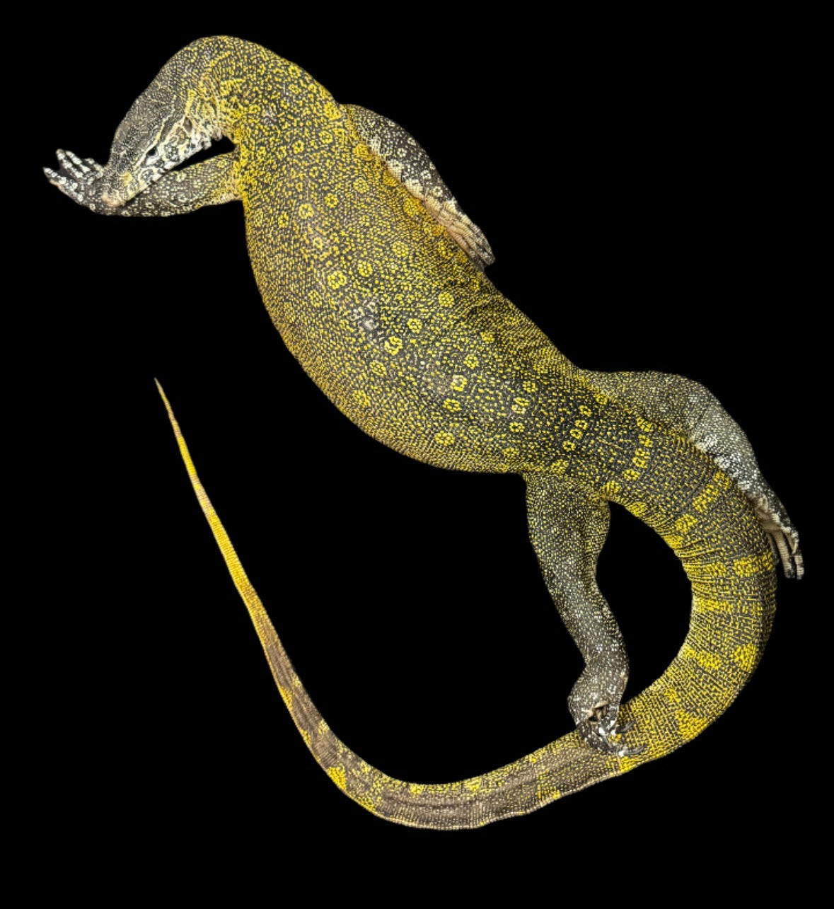 Super Tame Adult Nile Monitor!