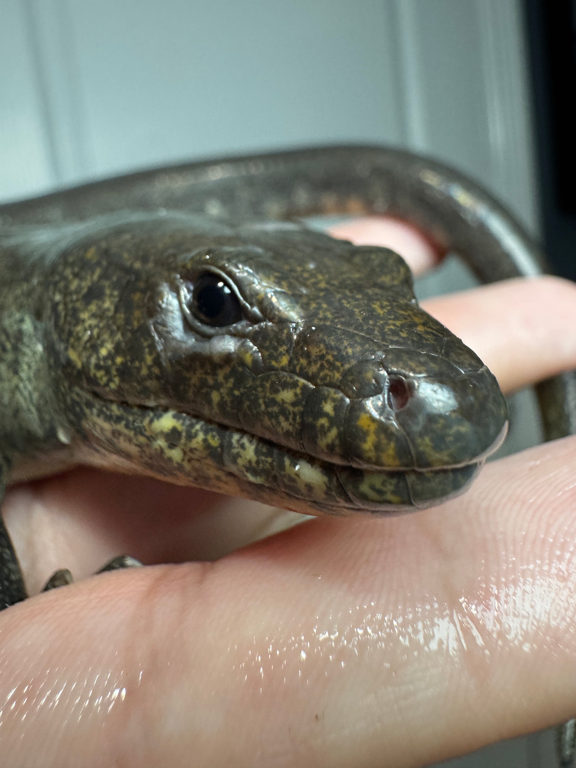 Madagascar Diving Skink PAIR!