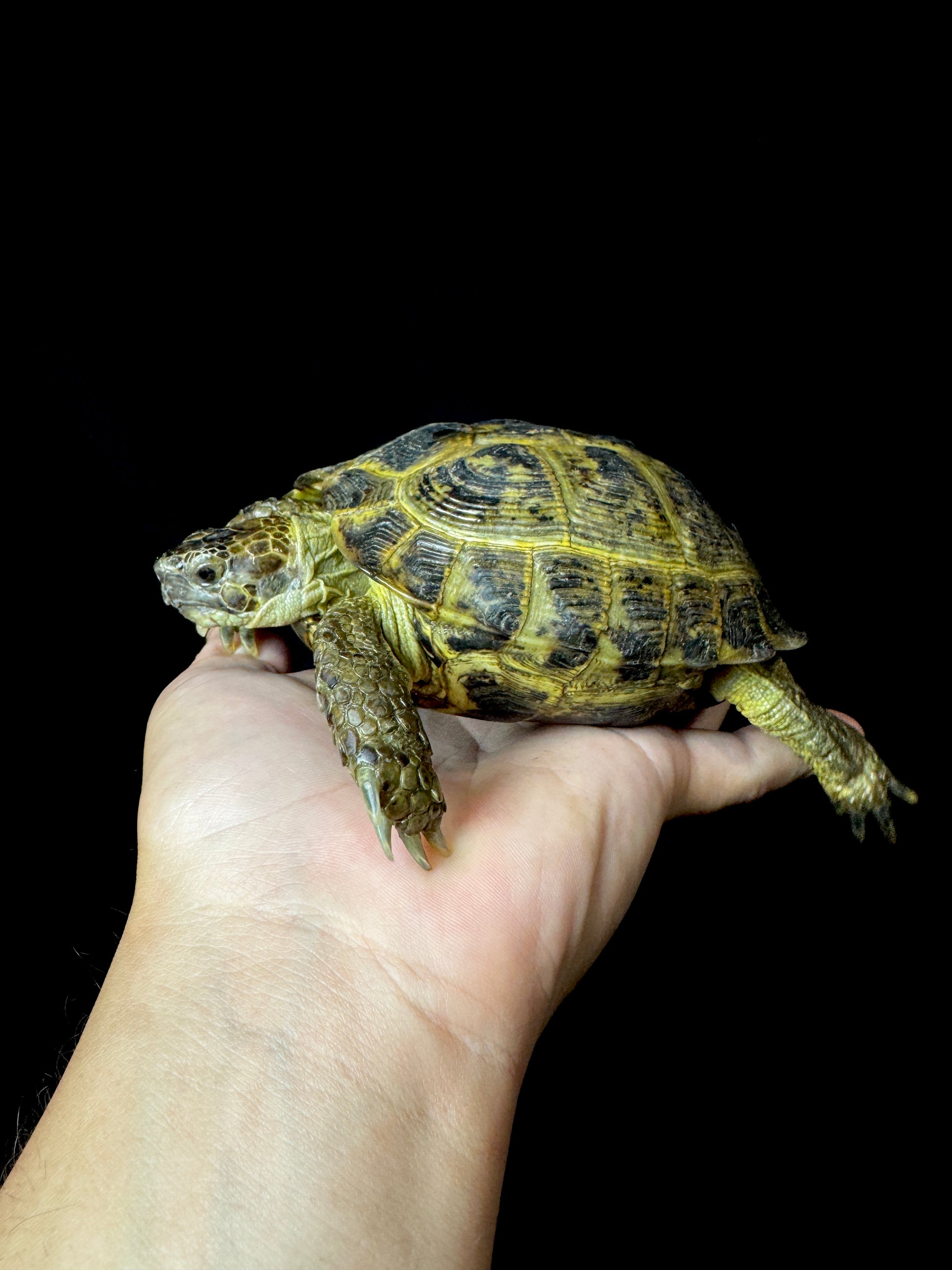 Exact Russian Tortoise Female #2