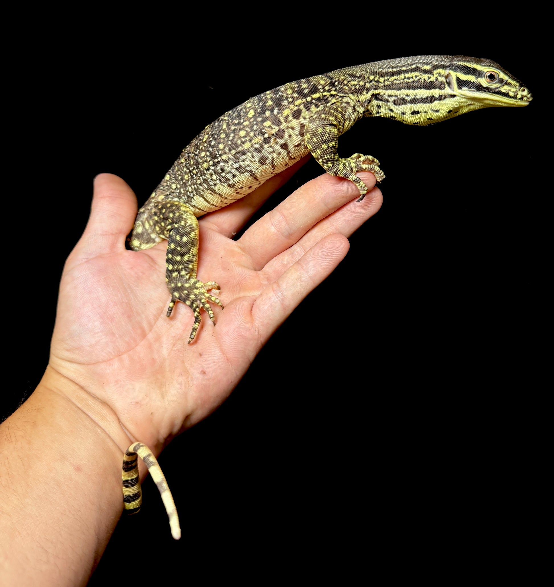 Beautiful Argus Monitor