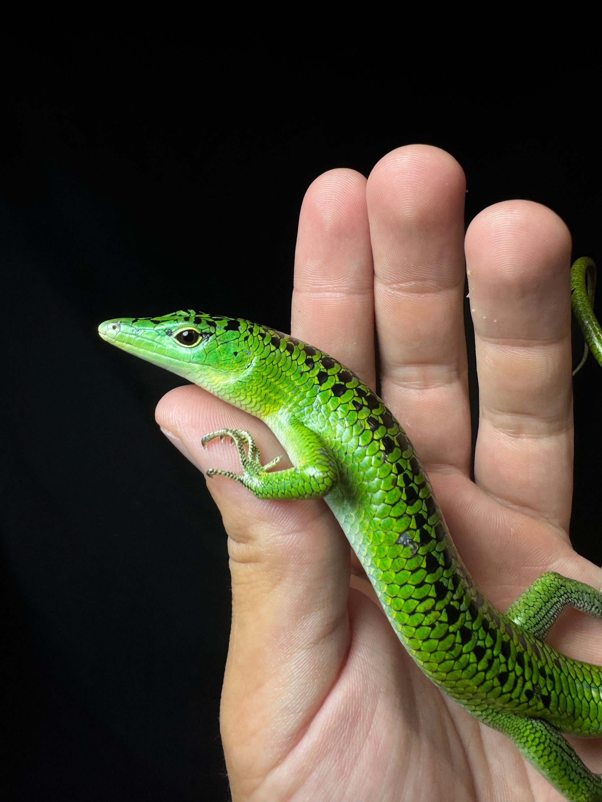 #1 Grade A Large Male Black Spotted Emerald Tree Skink!