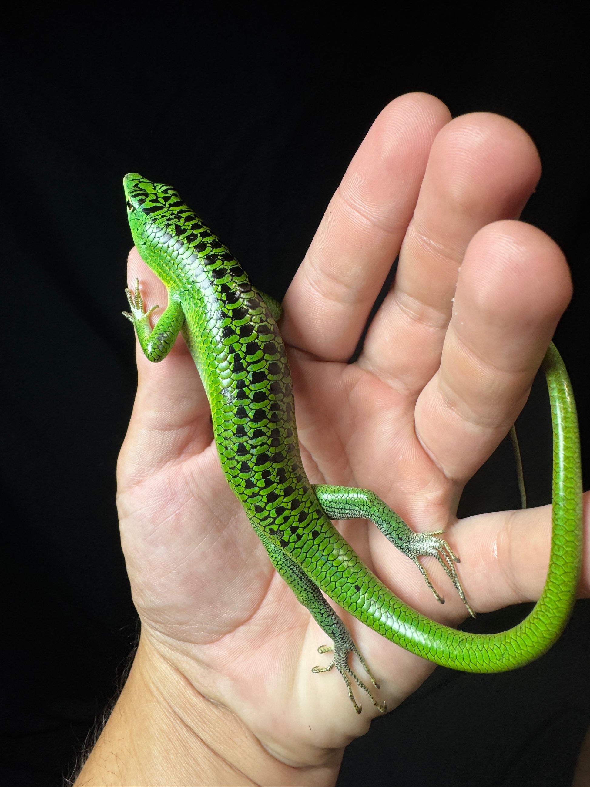 #1 Grade A Large Male Black Spotted Emerald Tree Skink!