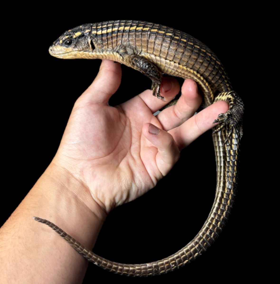 Sudan Plated Lizard!