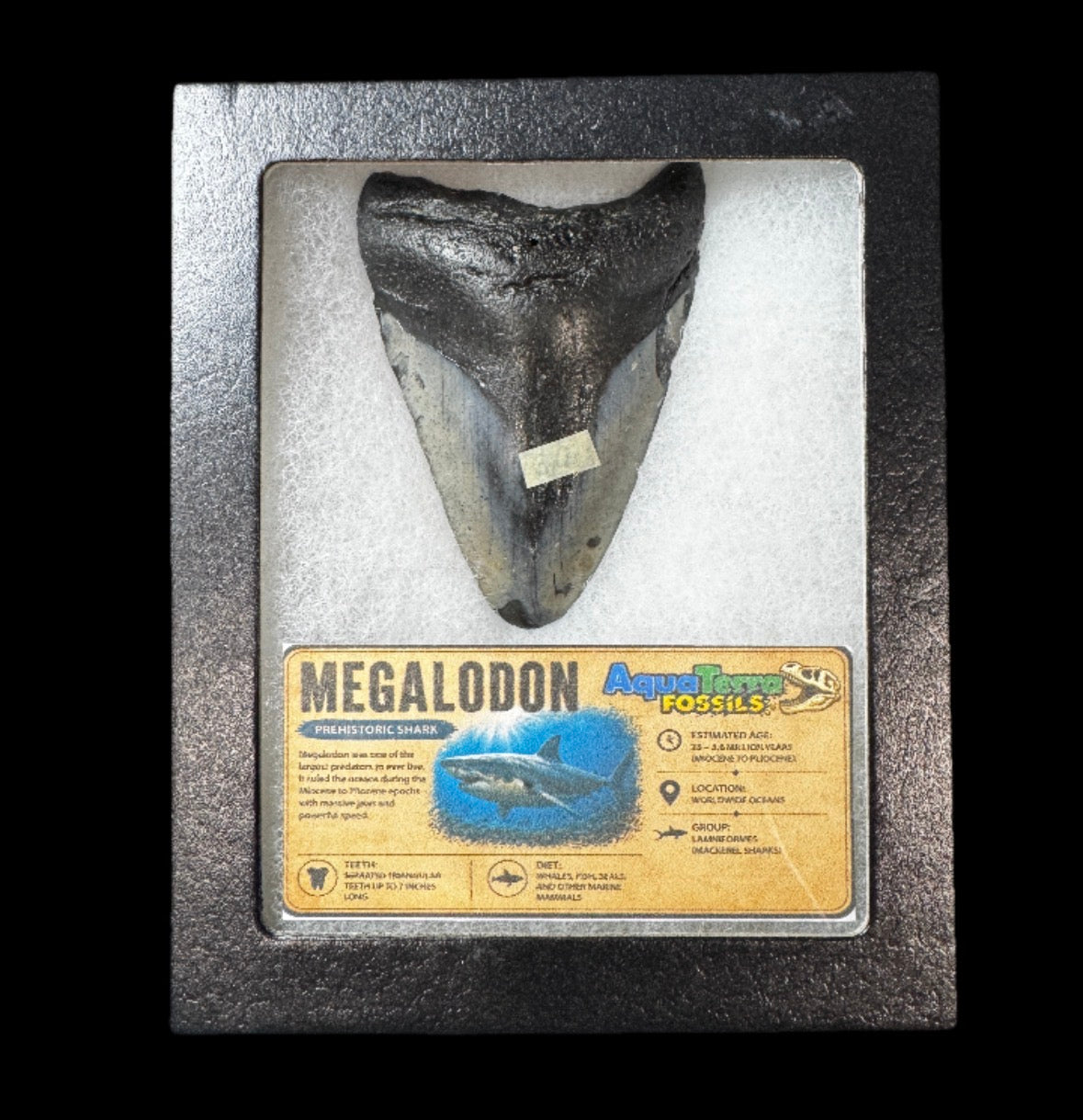 3.2” Megalodon Tooth With Case #6