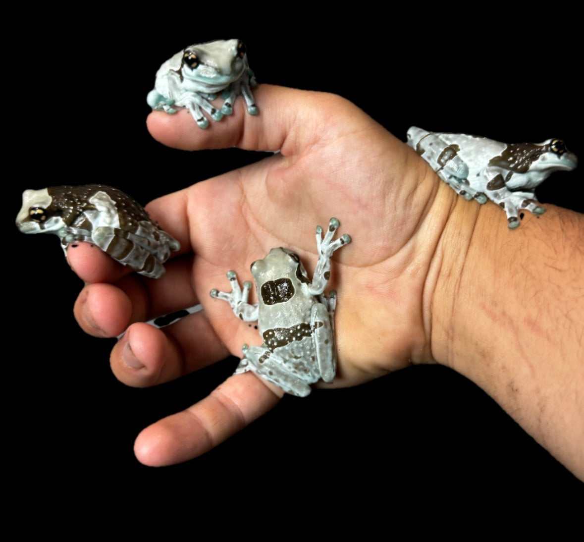USA CB Young Adult Milk Frogs