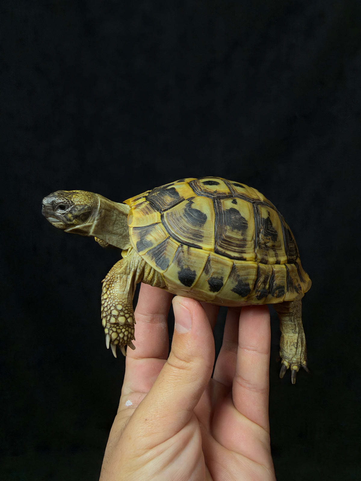 #11 Female Hermann’s Tortoise