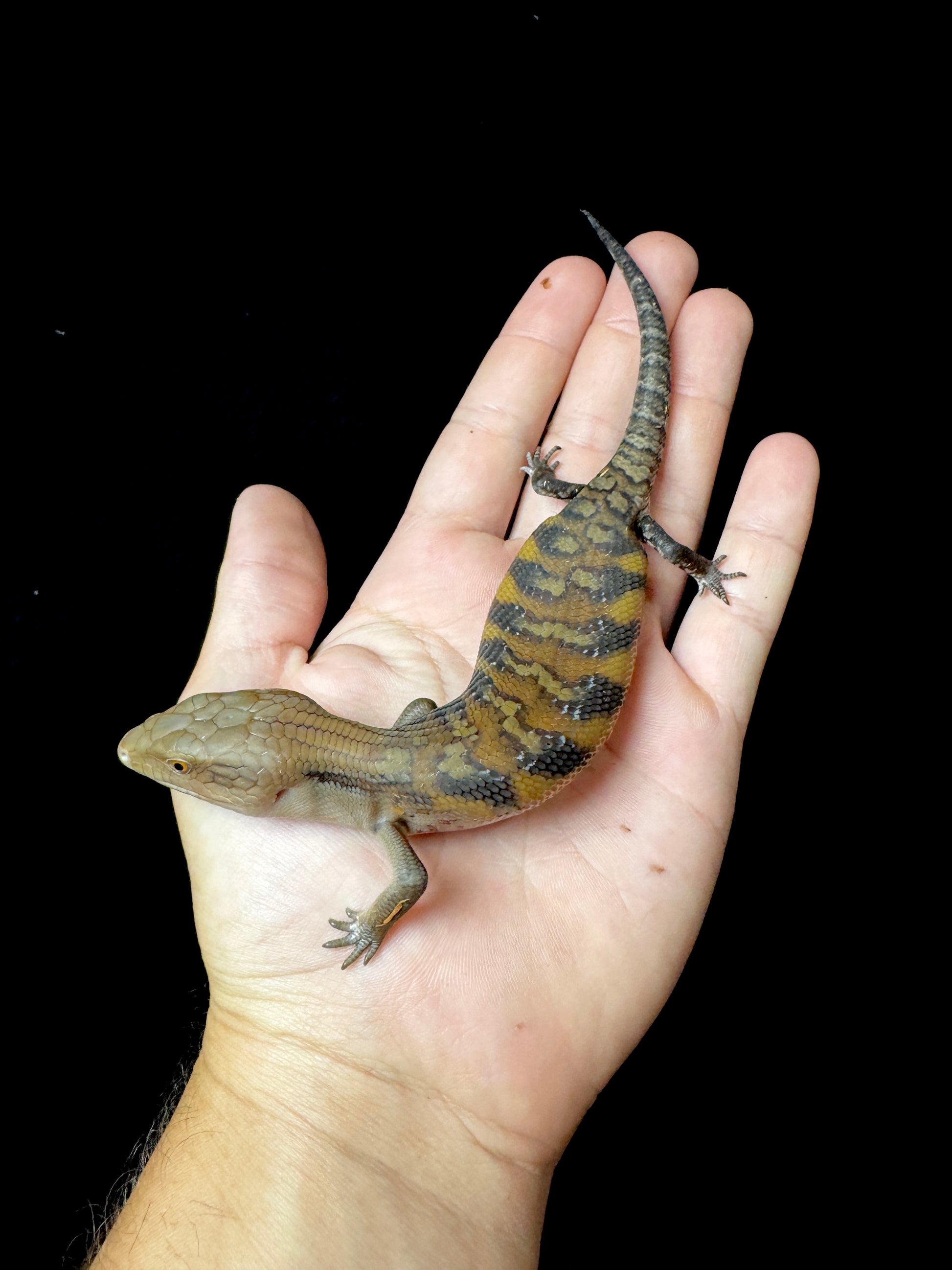 #9 USACB High Orange Northern Blue Tongue Skink