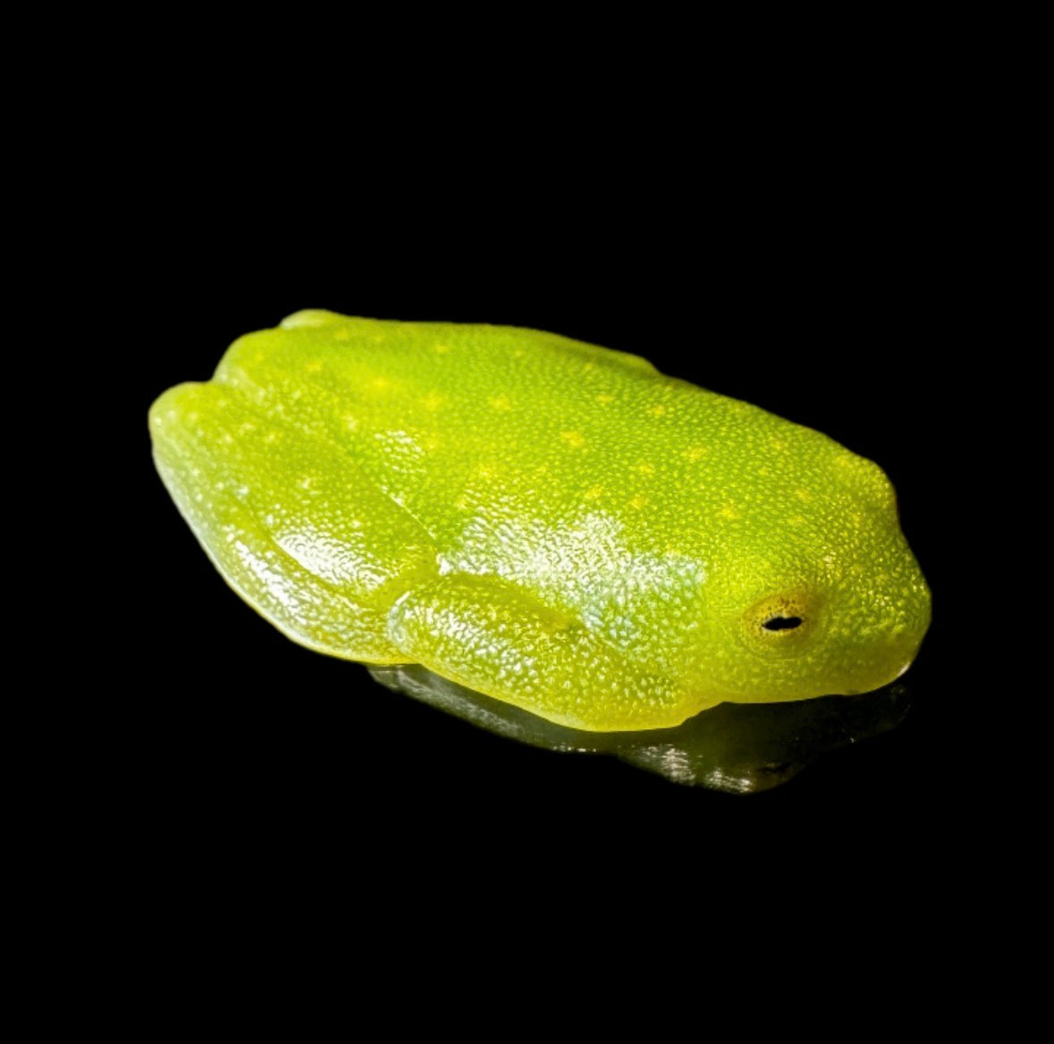 Fleischmann Glass Frog