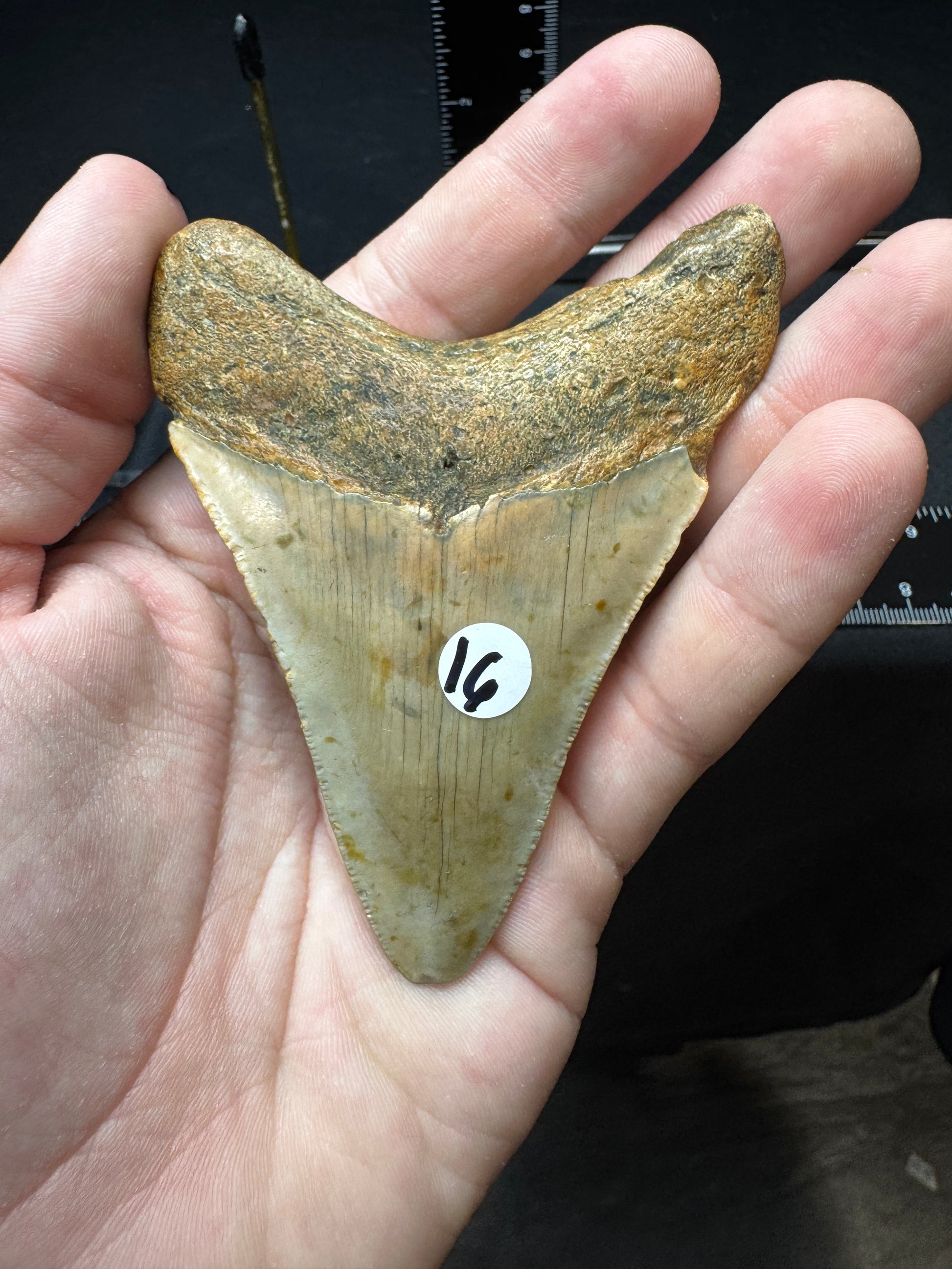 #16 3.75” Meg Tooth