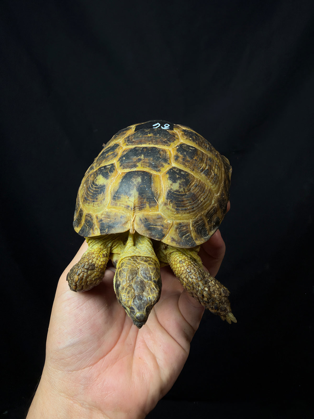 #6 Russian Tortoise Male