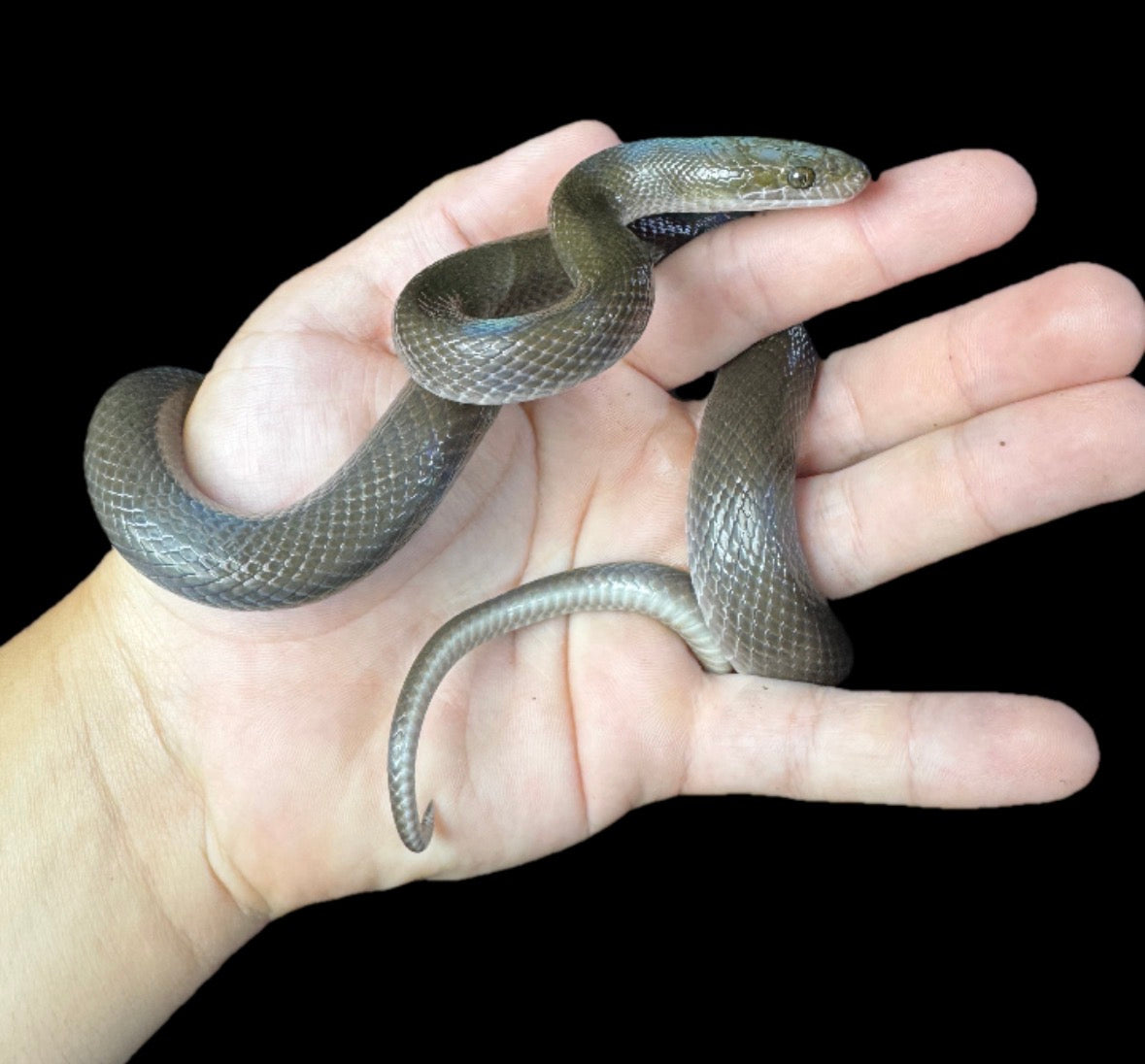 African Black House Snake