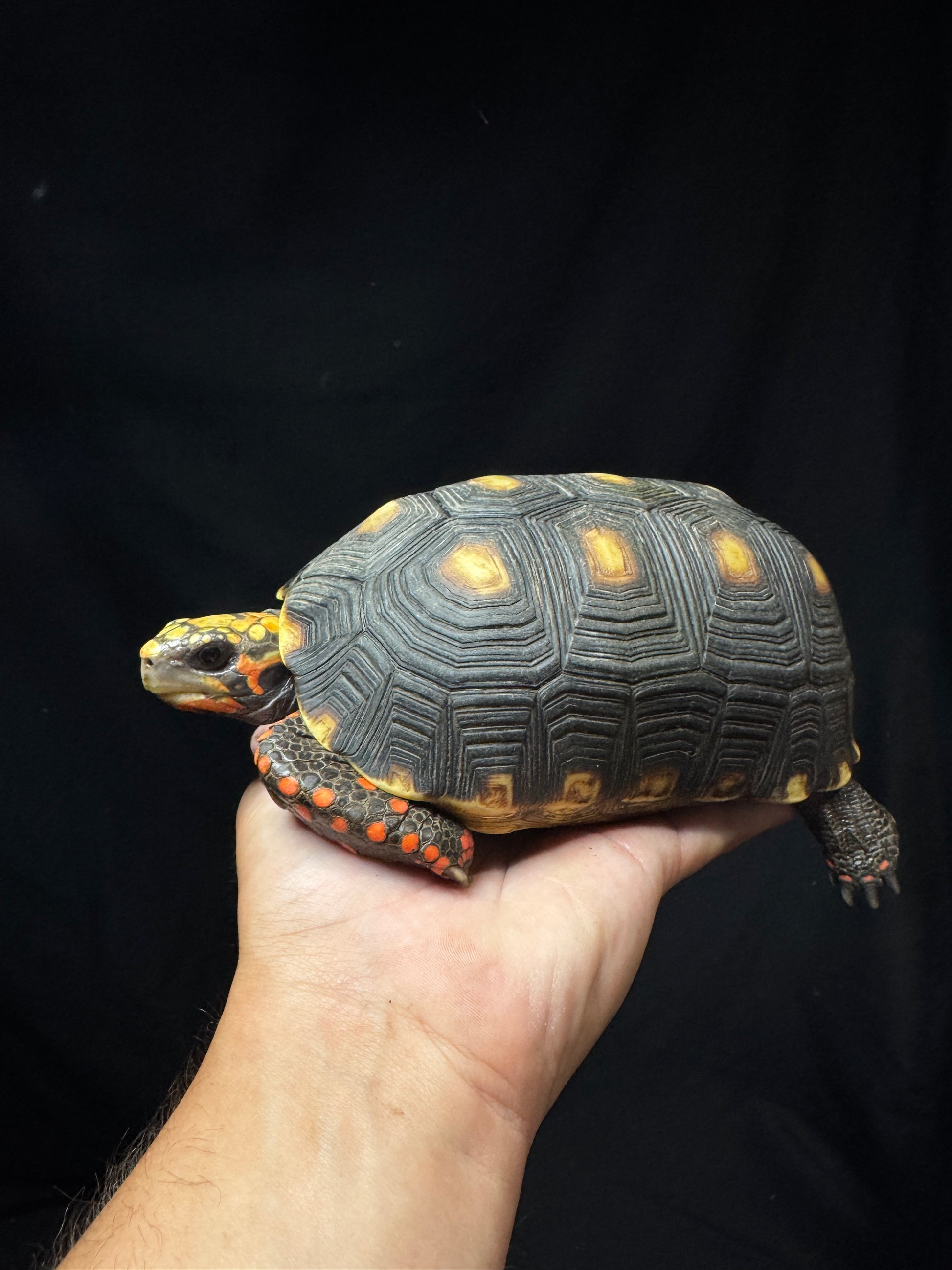 Male Redfoot B Grade
