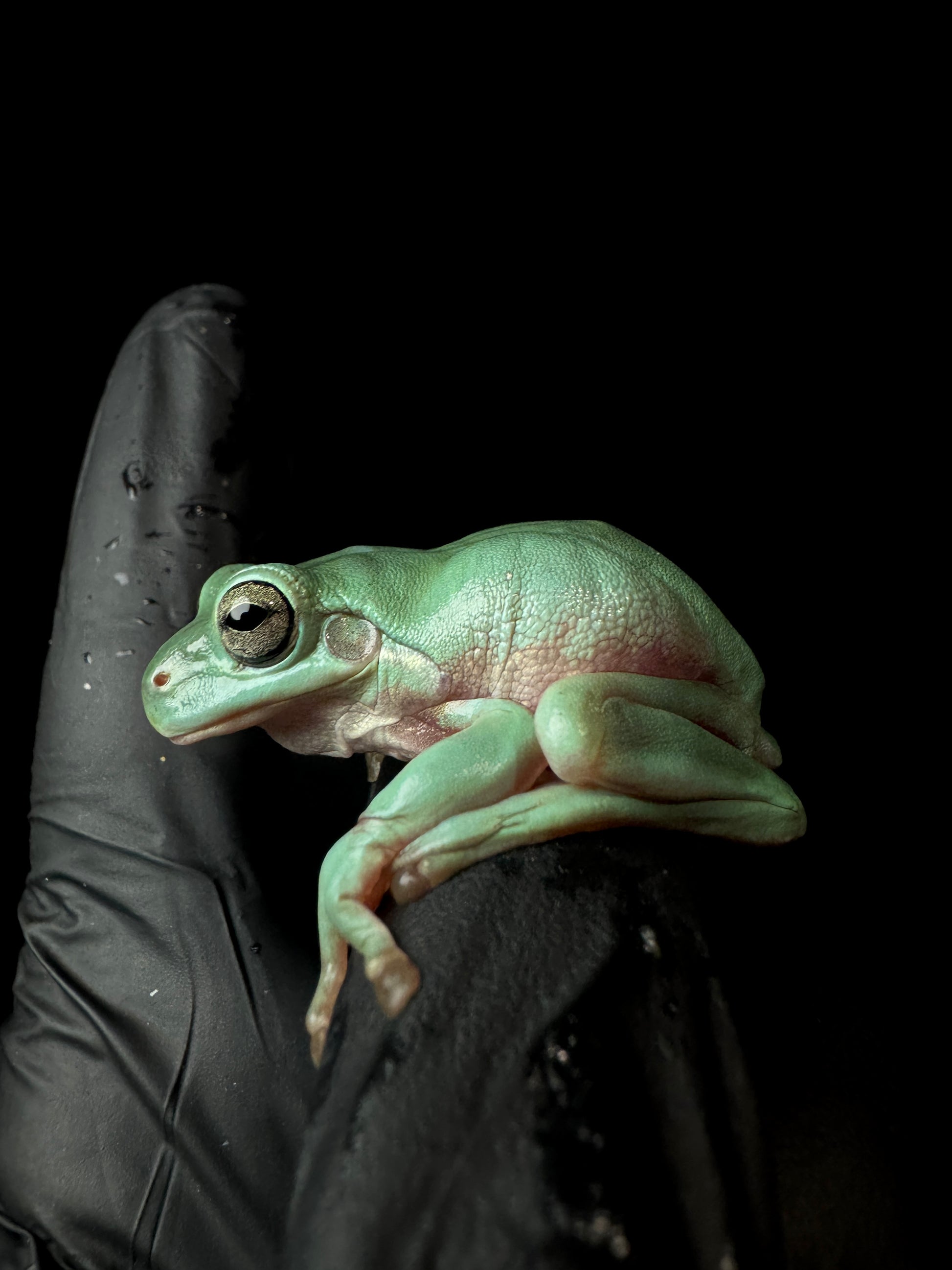 USACB Medium Dumpy Frog