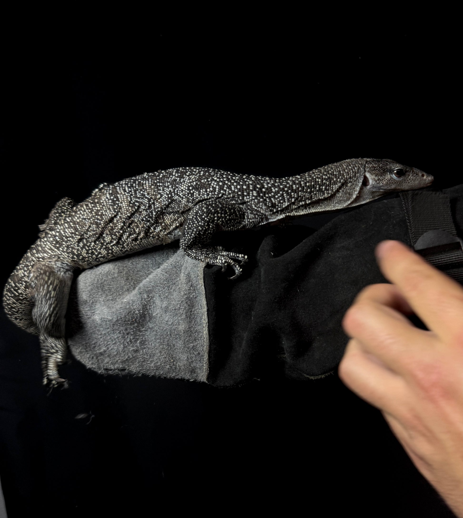 Silver Mangrove Monitor