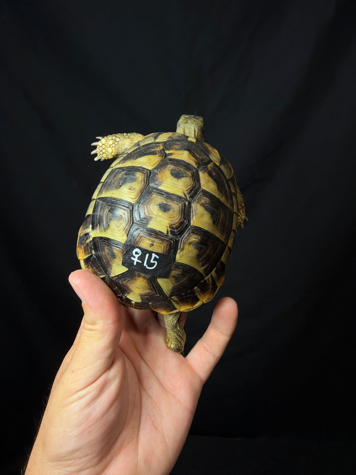 #15 Female Hermann’s Tortoise