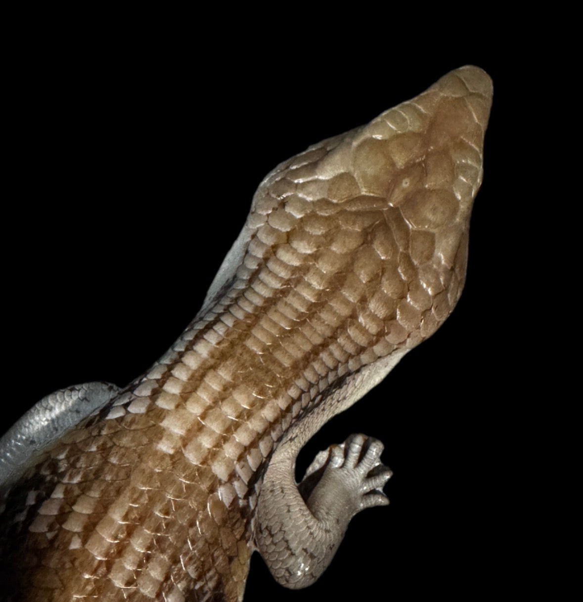 USA CB Adult Northern Blue Tongue Skink #4