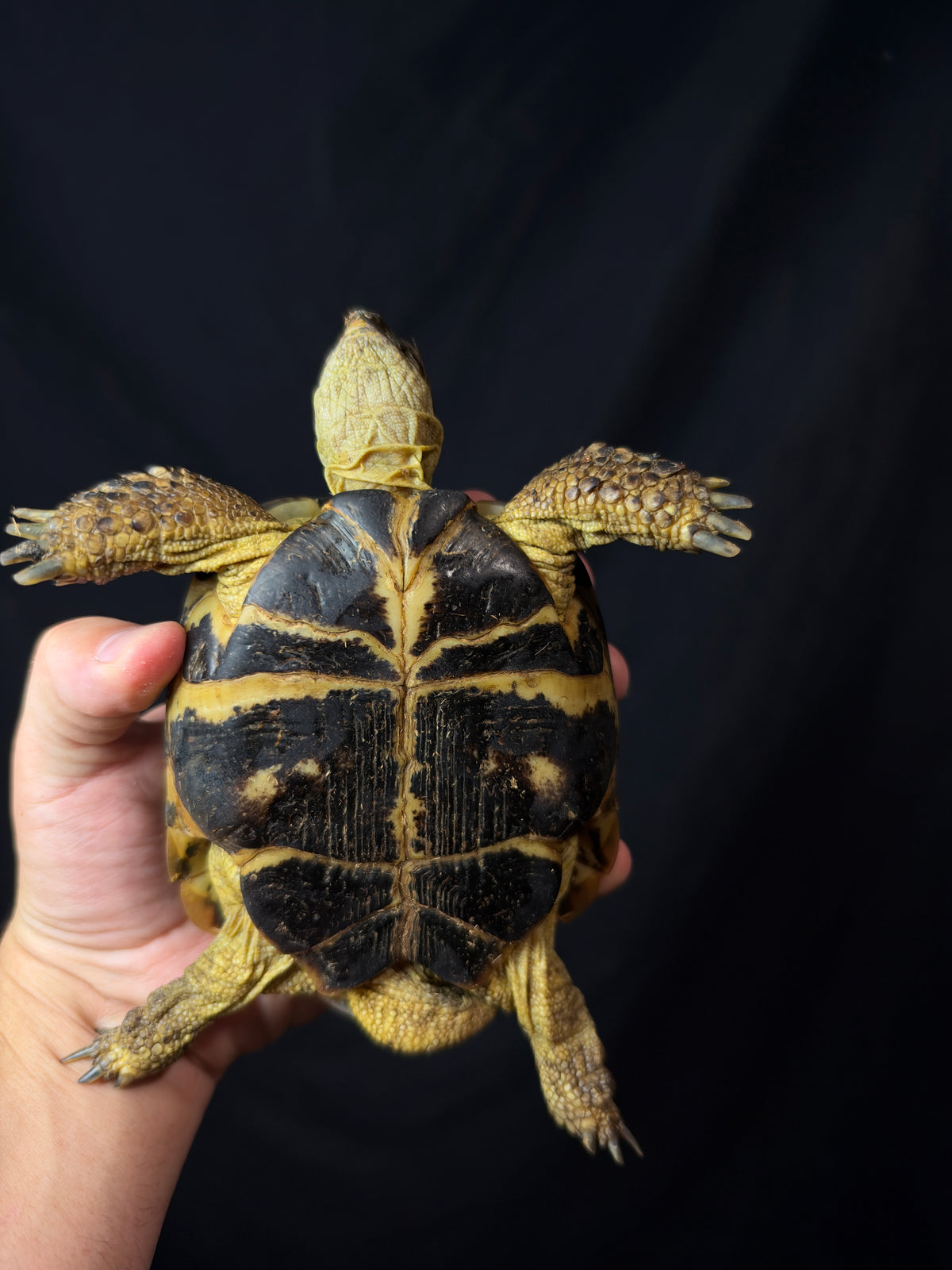 #1 Russian Tortoise Male