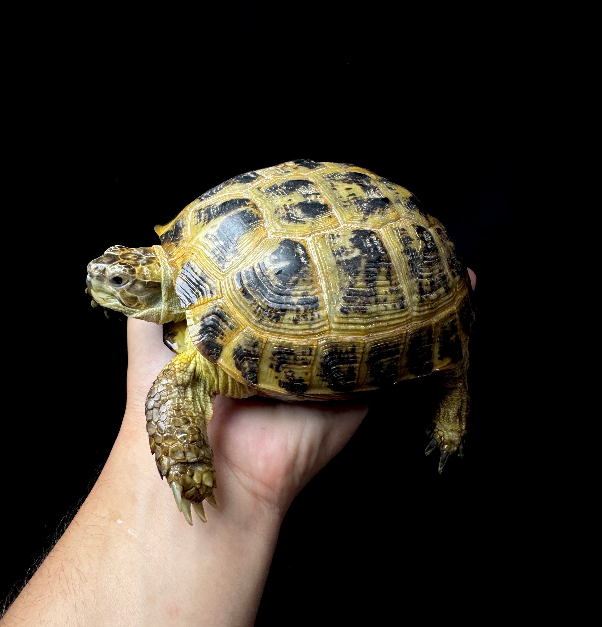 #30 Large Grade A Female Russian Tortoise