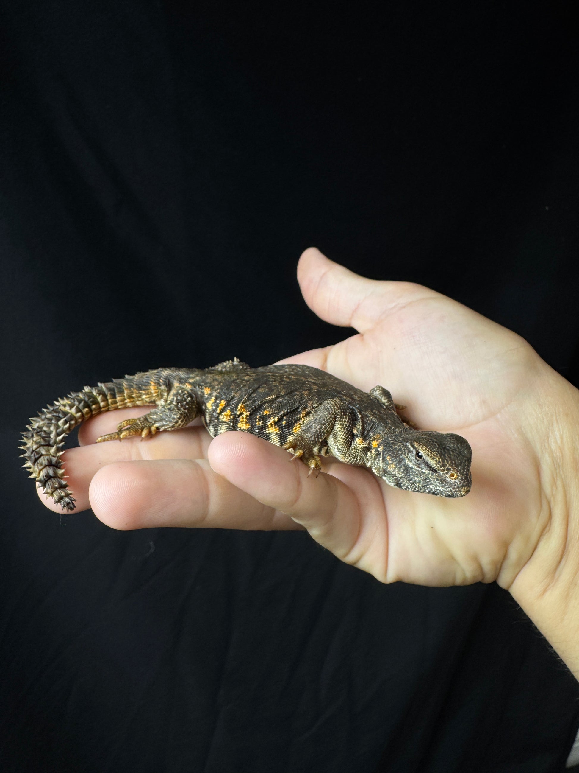 EXACT Baby Red Uromastyx!