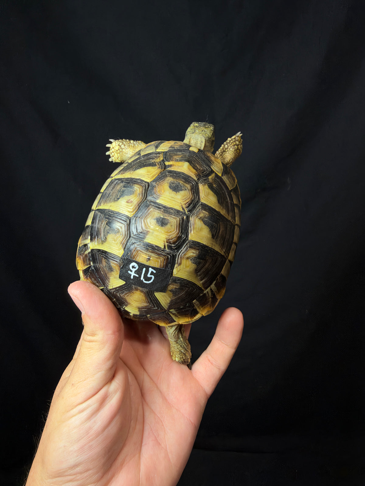 #15 Female Hermann’s Tortoise