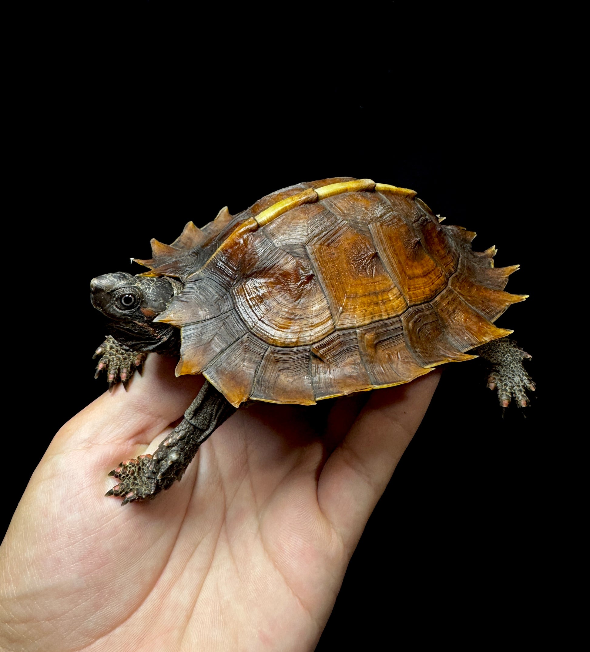 #4 Spiny Hill Turtle