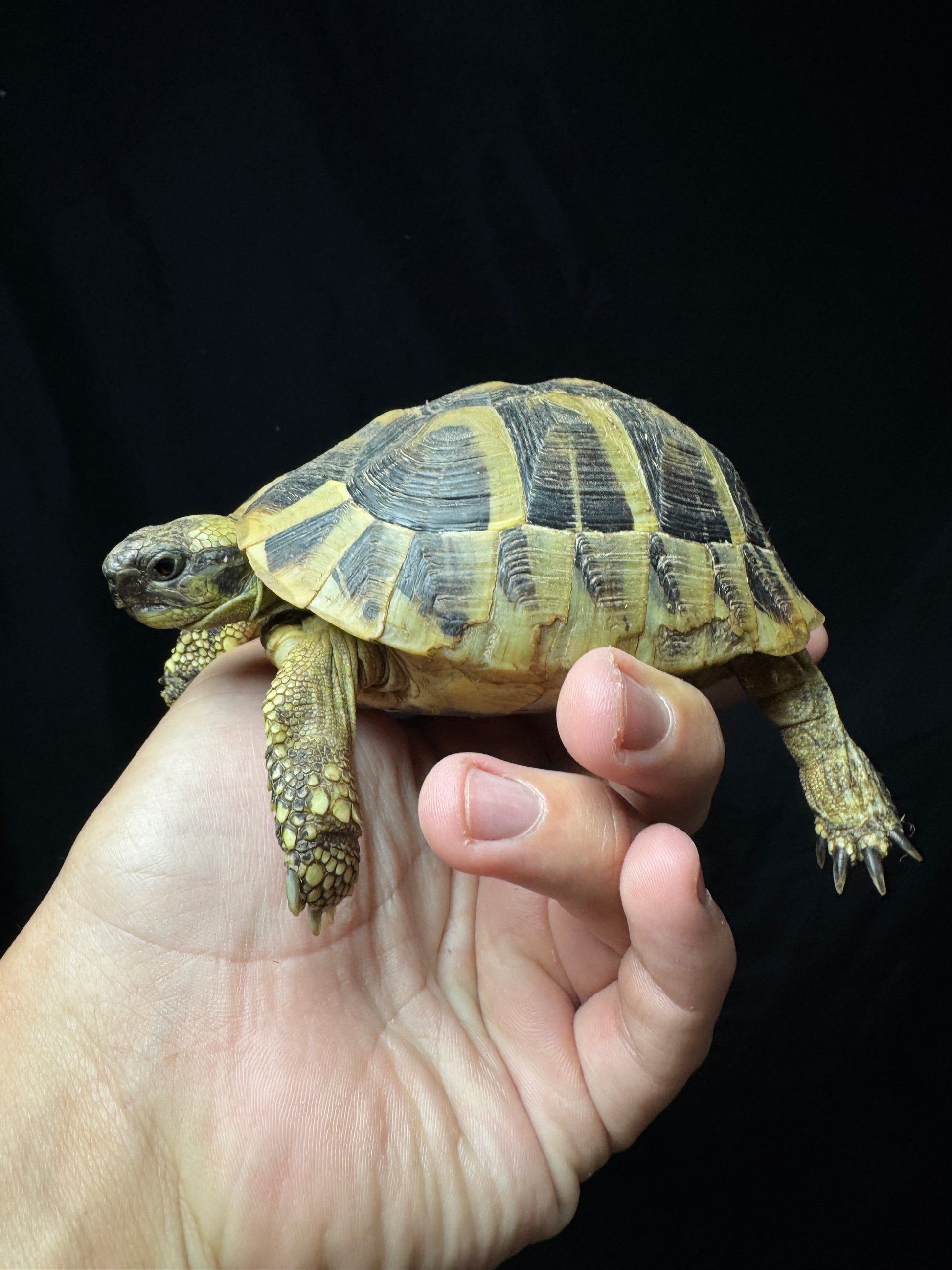 #22 Small Female Herman’s Tortoise