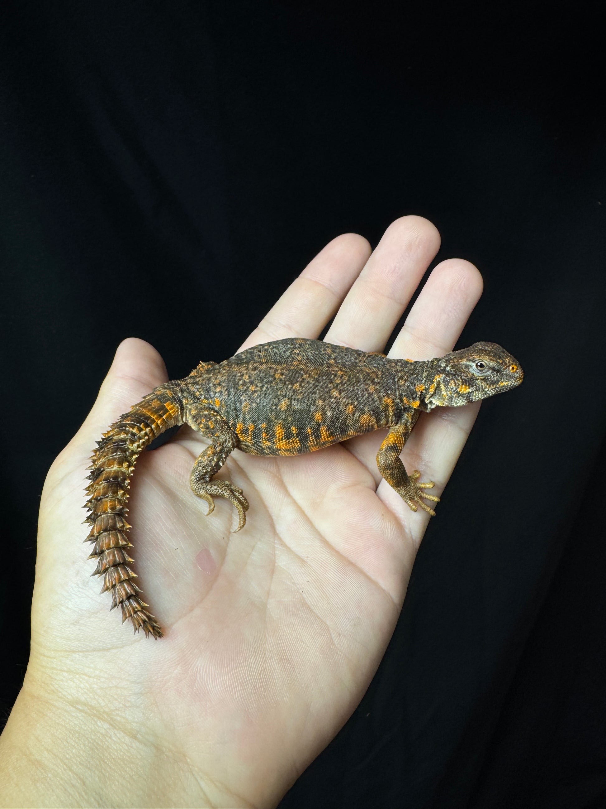EXACT Baby Red Uromastyx!