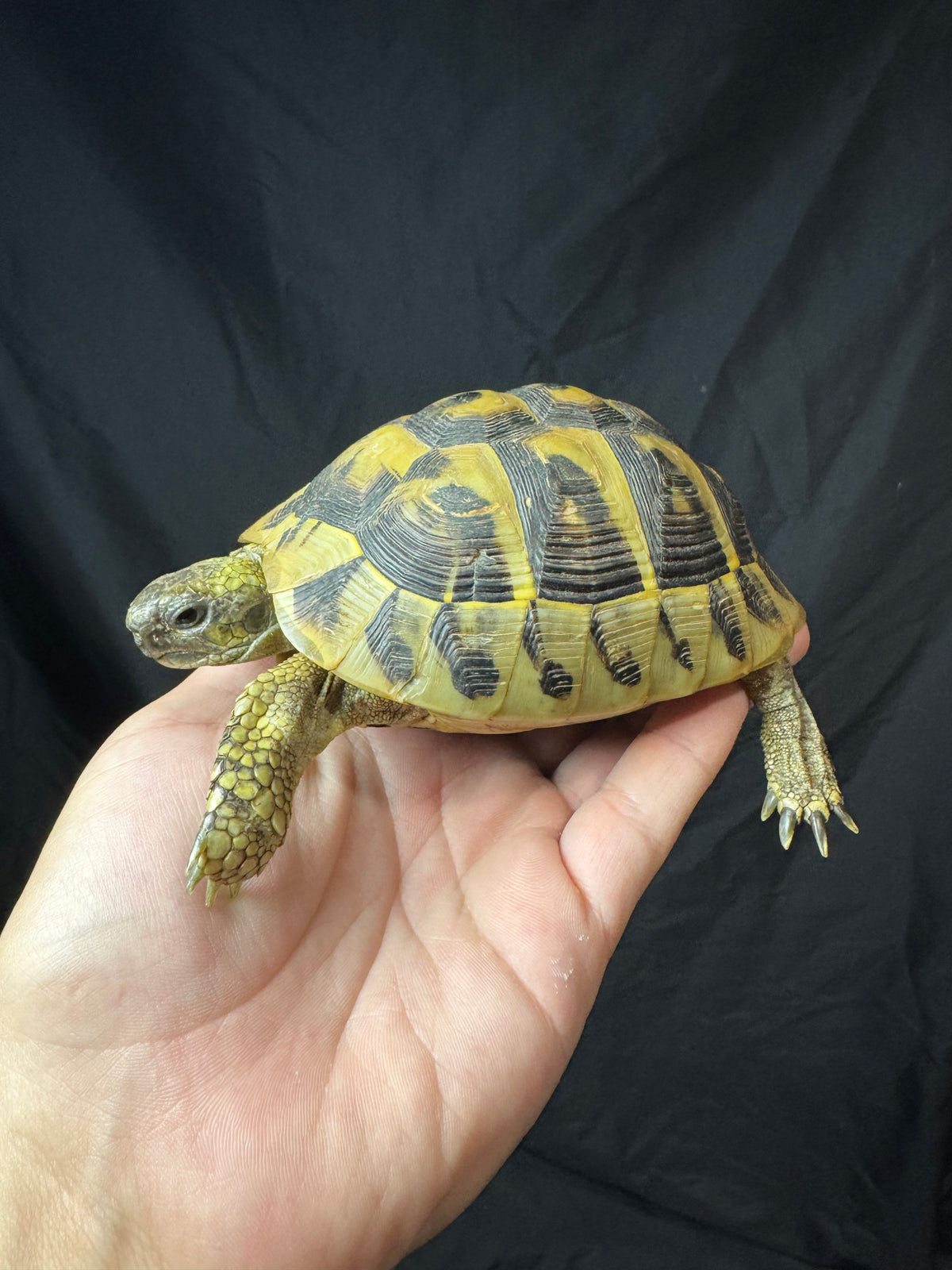 #4 Female Hermann’s Tortoise