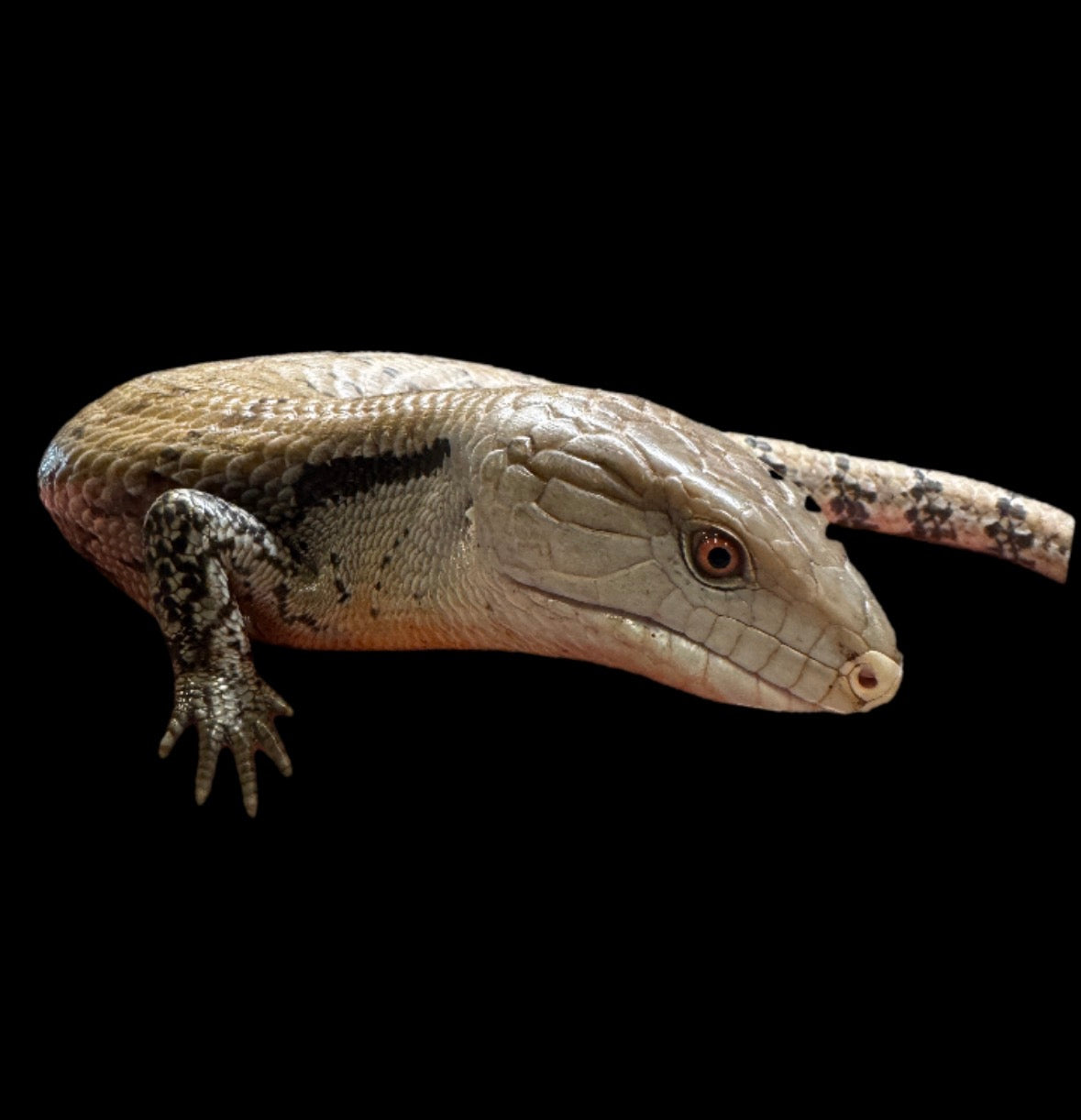 Blue Tongue Skink